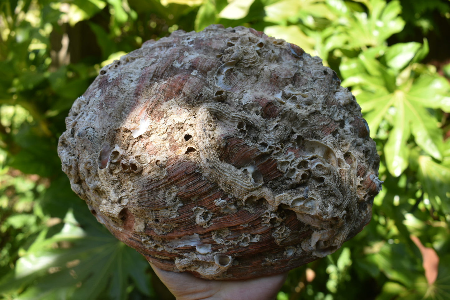 The Humpback and her Friend