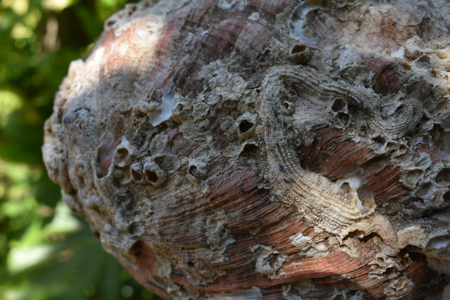 The Humpback and her Friend